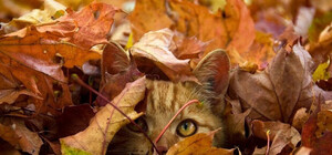 Метеорологи зафиксировали рекордно теплое бабье лето