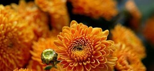 Видоефакт: как проходит выставка хризантем на Спивочем поле