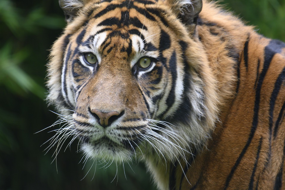 В зоопарк Одессы приехал тигр из Николаева / pixabay.com