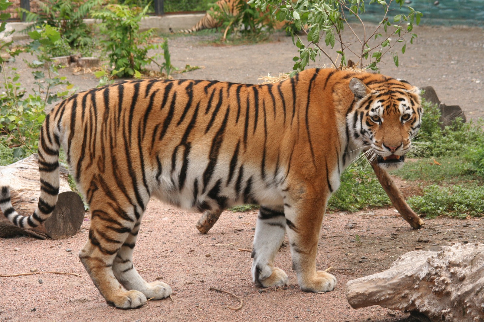 Амурский тигр Фото: сайт мэрии