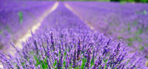 Весной вы ее не узнаете: Дарницу облагородили многолетними растениями