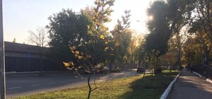 Относимся бережно: на проспекте Гагарина высадили аллею платанов