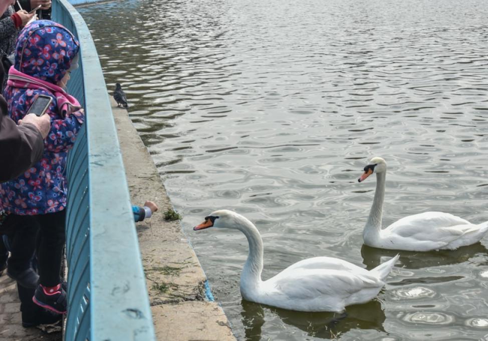 Лебеди из парка Победы переехали в зоопарк Фото: Одесса Медиа