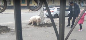 Видеофакт: в Кременчуге посреди улицы ходят свиньи