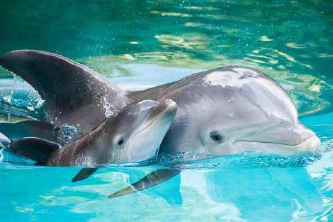 В одесском дельфинарии снова родился милый малыш