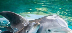 Рекорд: одесском дельфинарии снова родился милый малыш