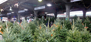 Готовь деньги: сколько будут стоить новогодние елки