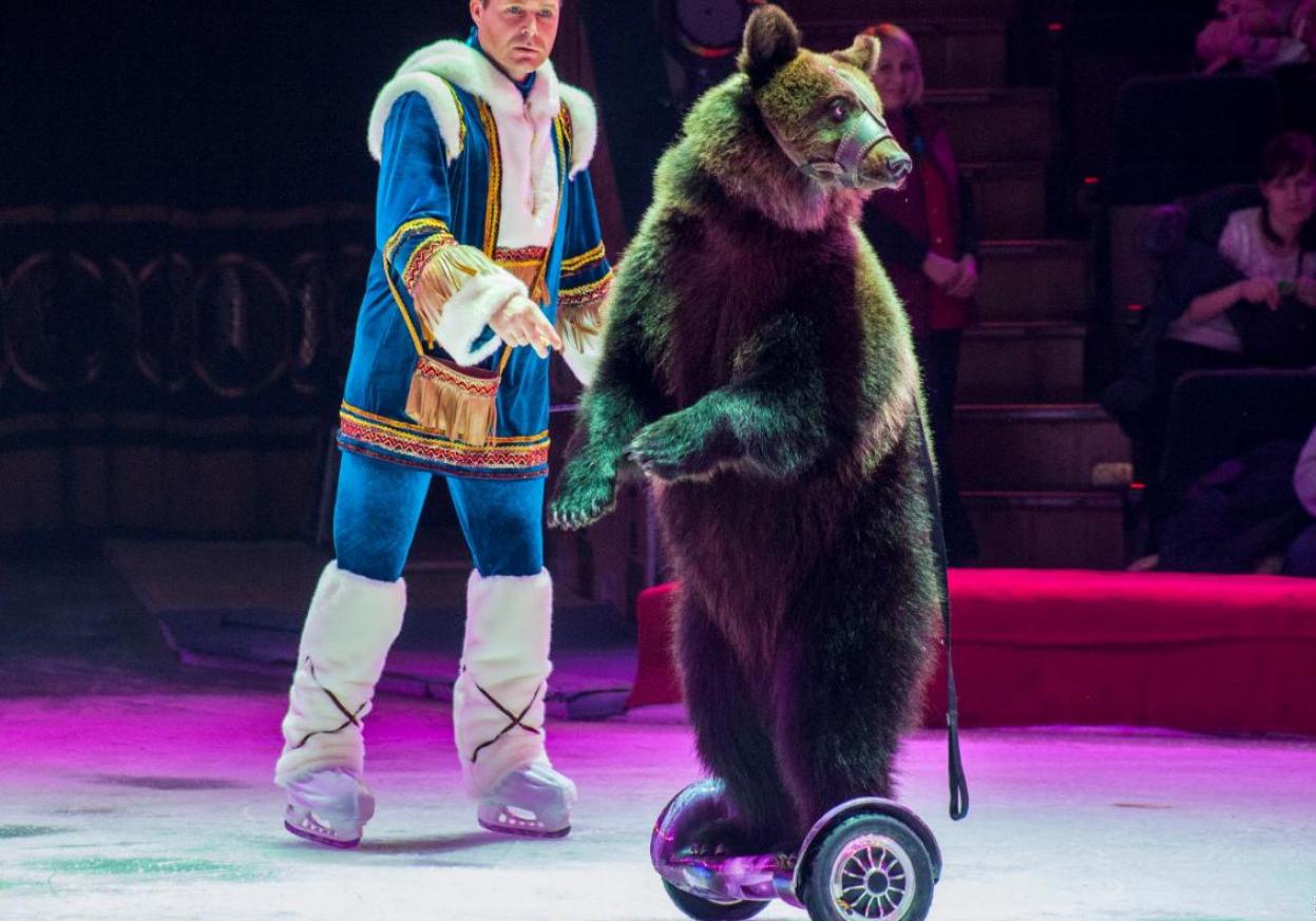 Одесский цирк продолжает эксплуатировать животных Фото: Думская 