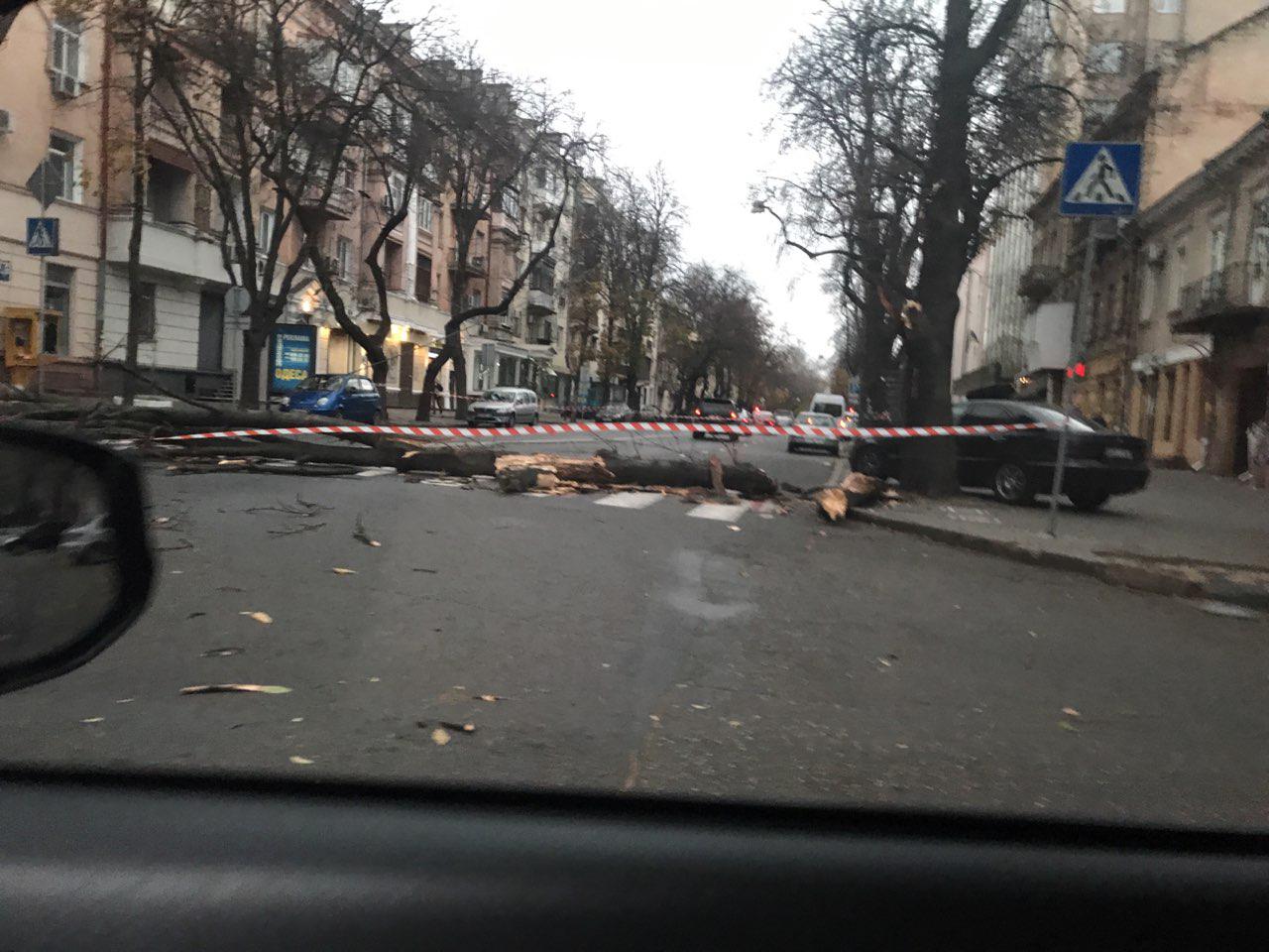 В Одессе  дерево упало прямиком на зебру Фото: КЕКС