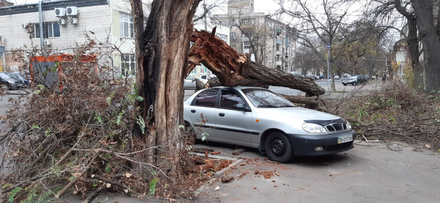  В Одессе упавшие деревья разбили автомобили, а на море шторм. Фото: Дарья Сидоровская, Думская