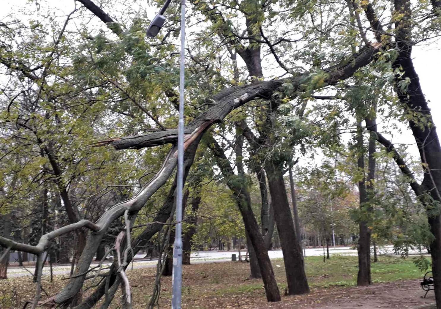 За последние сутки в Одессе упали более 20 деревьев Фото: горсовет