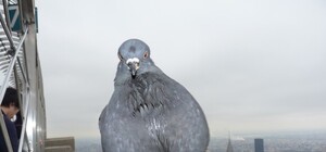 Операция столетия: 5 спасателей пытались вытащить голубя, застрявшего в ветках