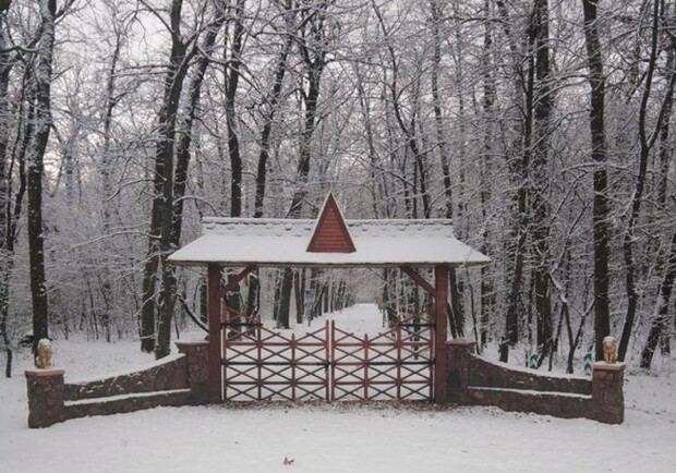 На севере Одесской области выпал первый снег Фото: Савранский лесхоз