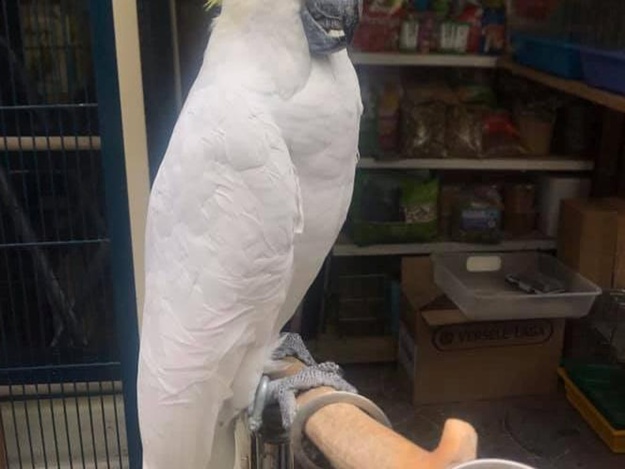 Продавца «Староконки», который посадил попугая на цепь, оштрафуют. Фото: Misha Okeanov

