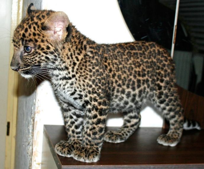 Одесский зоопарк купил маленького леопарда Фото из открытых источников