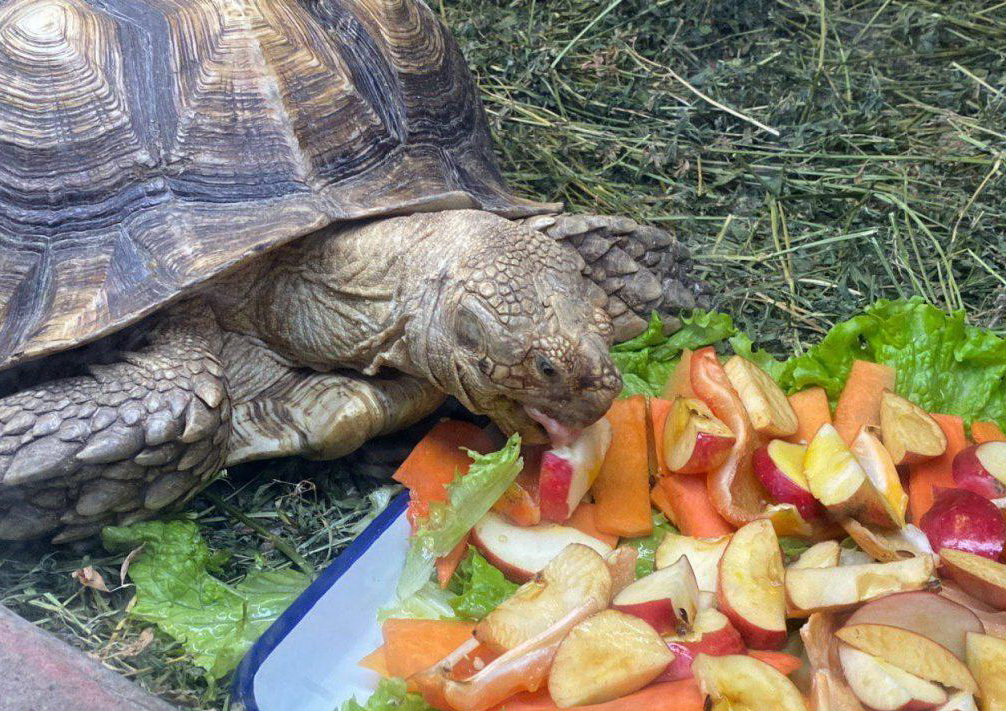 В Одесском зоопарке поселились крупнейшие в мире черепахи Фото: Odessa.online