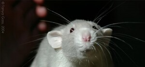 Попов собирается выгнать из Киева всех крыс