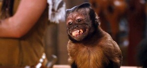 Фотофакт: запорожская обезьянка научилась делать селфи