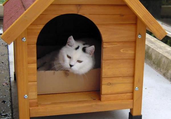 В Одессе мужчина украл домик для кота Фото: 4 лапки