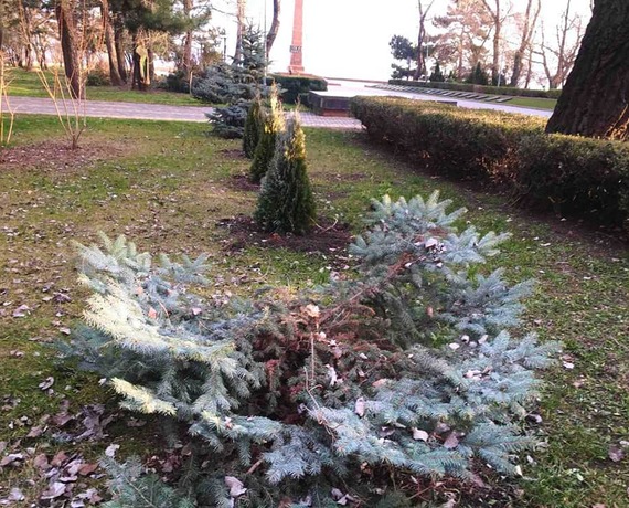 В одесском парке срубили хвойные деревья  Фото: КП Горзелентрест