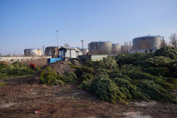 Коммунальщики показали, как перерабатывают хвойные деревья  Фото: Горзелентрест 