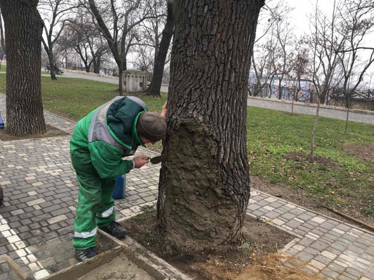 В парке Шевченко коммунальщики спасают 80-летний дуб 