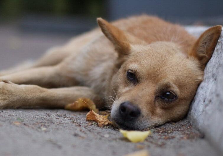 В Одессе снова разбрасывают отраву для собак Фото: Зеленый портал