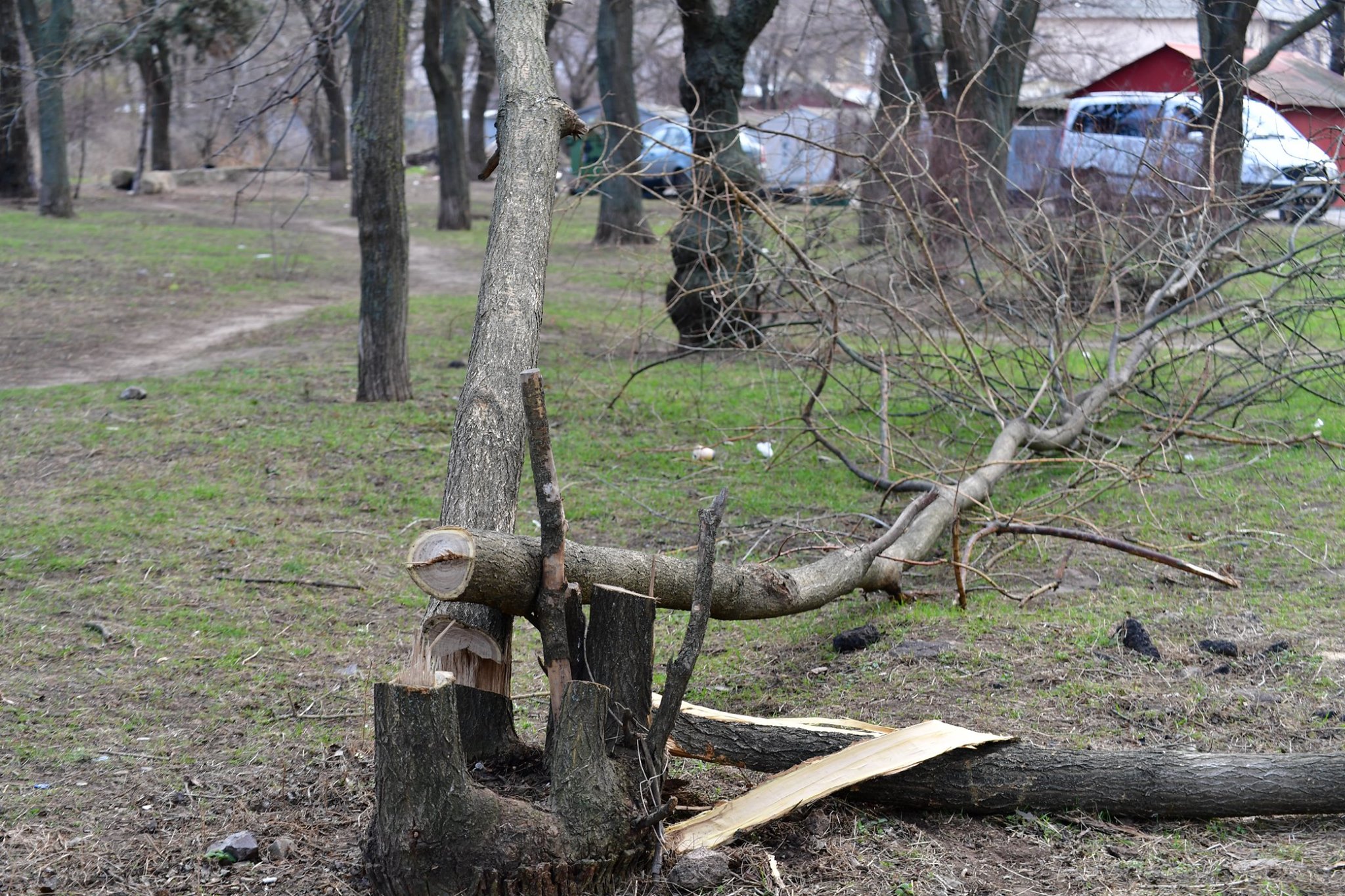  В парке Юность вандалы подпиливают деревья  Фото: Владислав Балинский.