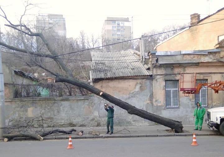 В Одессе сегодня сильный ветер повалил несколько деревьев  Фото: КП «Горзелентрест»