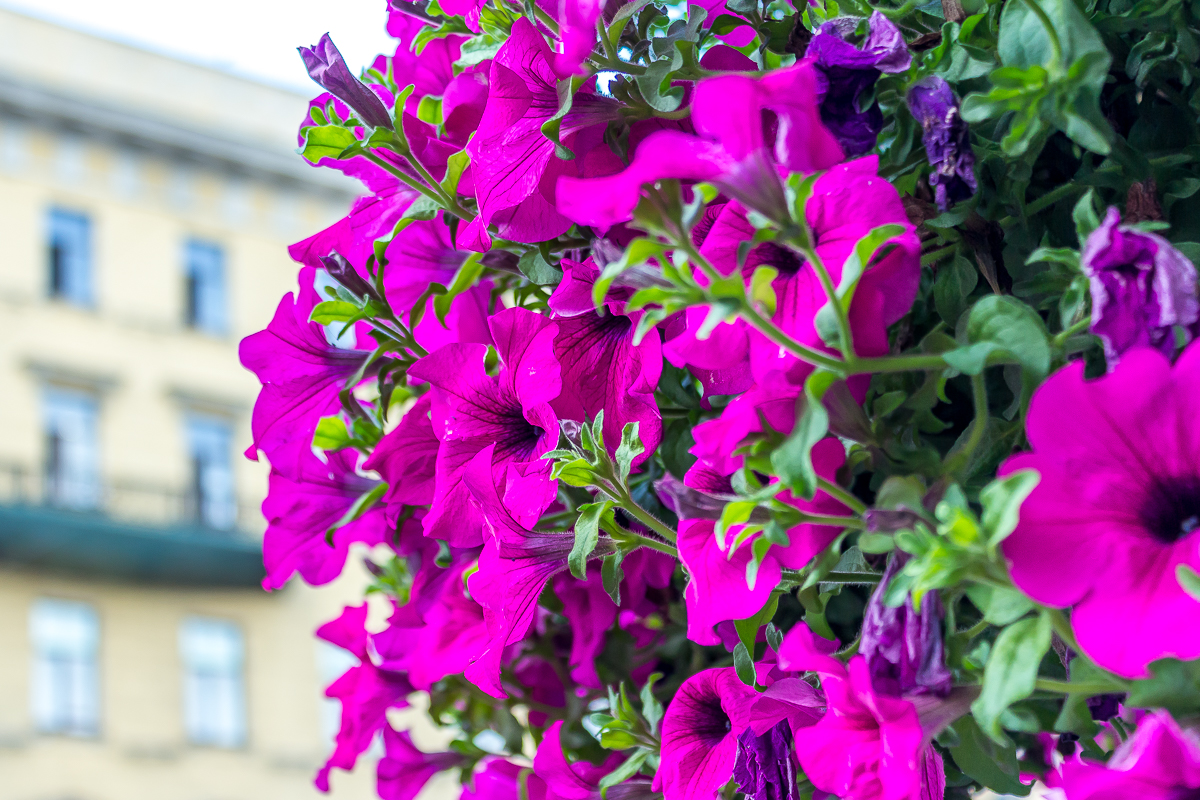 Бегония, петуния и герань: Харьков потратит 22 миллиона на цветы