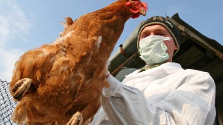 Одесские птицефермы перешли на закрытый режим работы 