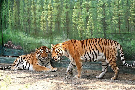 Одесситам предлагают выбрать самую красивую пару среди зверей Фото: амурские тигры победите 2018