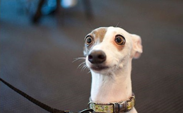 Продай собаку - заплати за газ: горожане высмеяли идею депутата Брагара (подборка мемов)