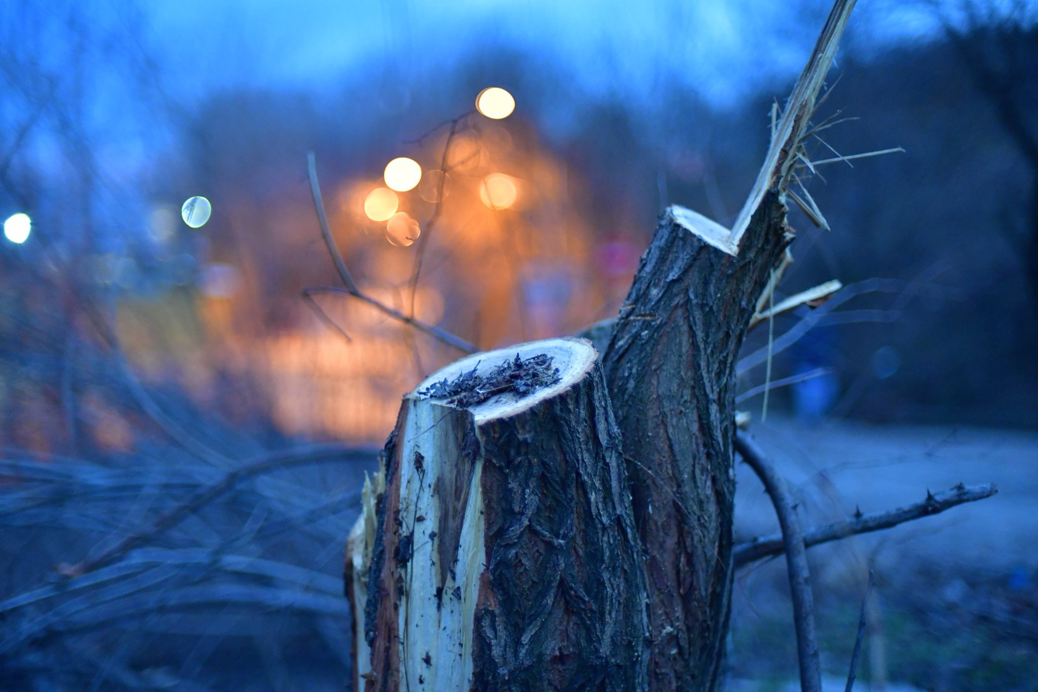 На Трассе здоровья вырубили около сотни деревьев. Фото: Владислав Балинский