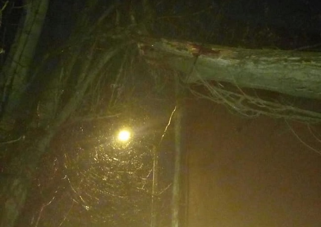На Марсельской дерево упало на линии электропередач. Фото: Горзелентрест