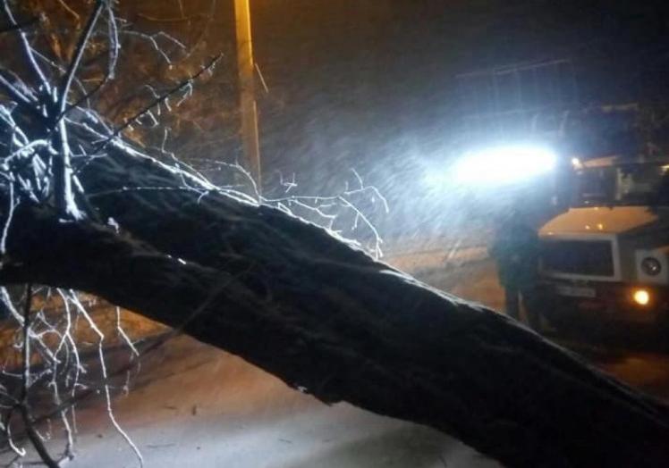 В ночь на 6 февраля штормовой ветер повалил в Одессе 38 деревьев. Фото:  Дмитрий Жеман