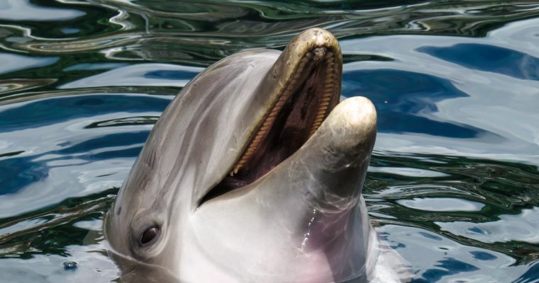 Возле Совиньона на пляж выбросило мертвого дельфина