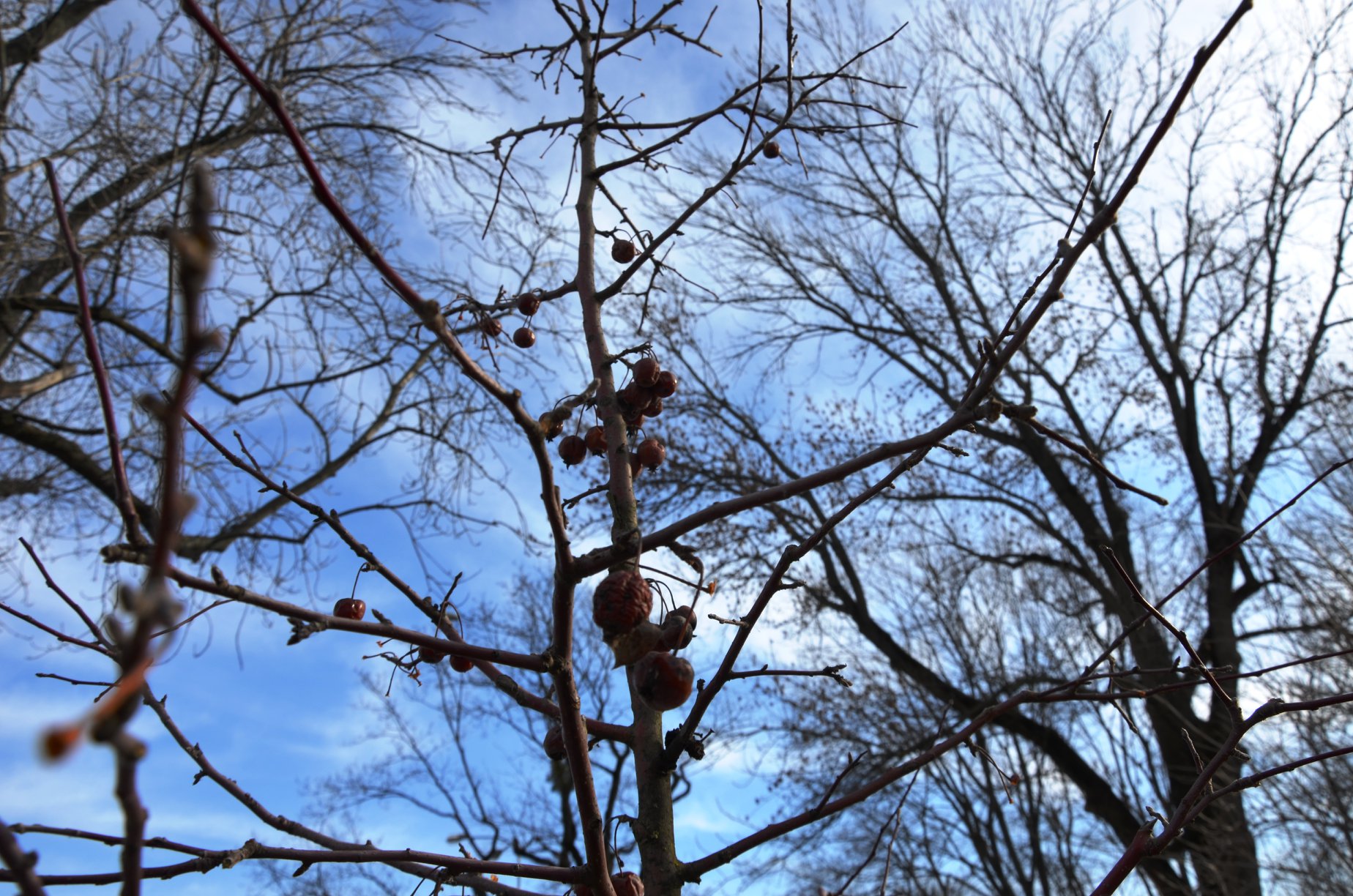 Полюбуйся: на Печерске высадили 
