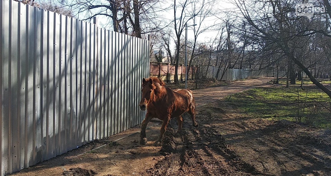 Из одесского зоопарка сбежал конь по кличке "Боня". Фото: 048
