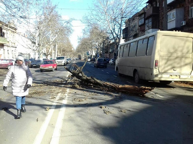 Из-за ветра в Одессе деревья падают прямо на проезжую часть. Фото Горзелентреста
