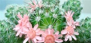 В Никите украшают новогодние... кактусы