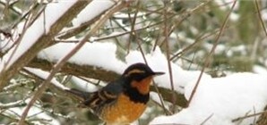 У погибших в Севастополе дроздов птичьего гриппа не было