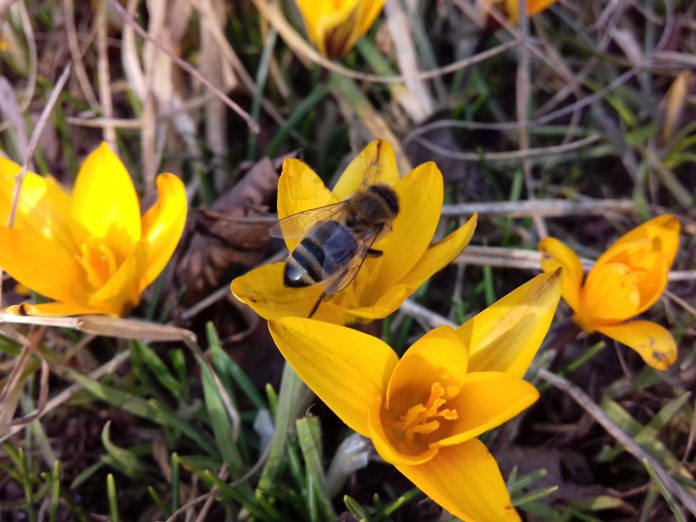Март в ботаническом саду. Фото со страницы учреждения в Facebook