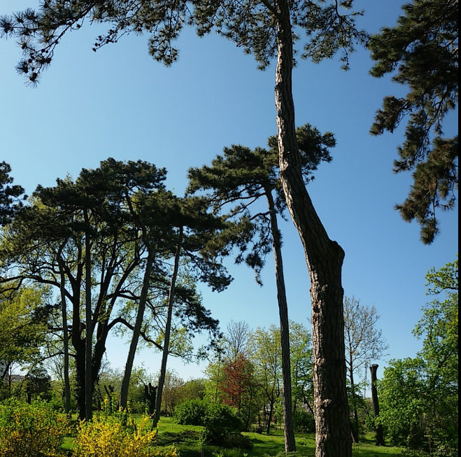 Ботанический сад в Одессе. Фото автора