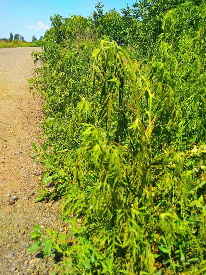 Борьба с амброзией в Одессе Фото: КП Горзелентрест