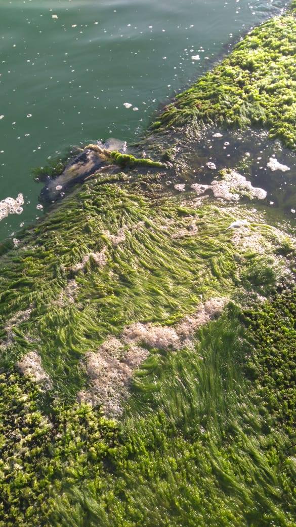 Фото: пресс-служба КУ "Спасательно-водолазной службы Одесского горсовета"