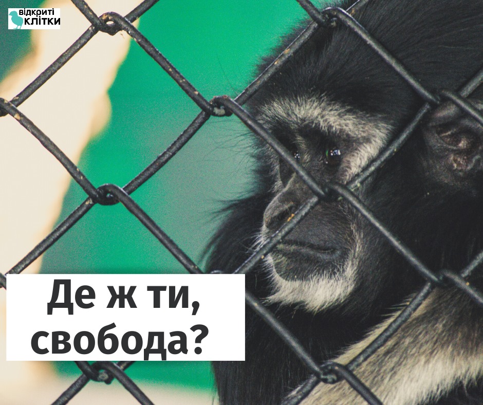 Фото: Відкриті клітки