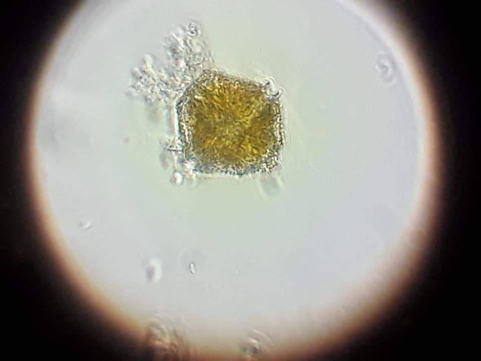 Проба с морской водой. Фото: Галина Теренько