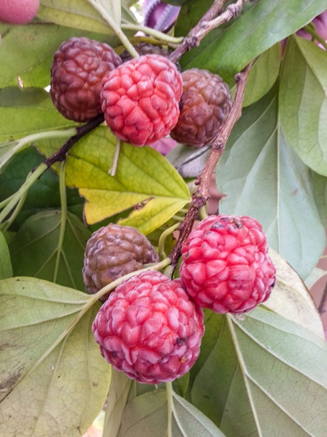 Клубничное дерево. Фото: Одесский ботсад