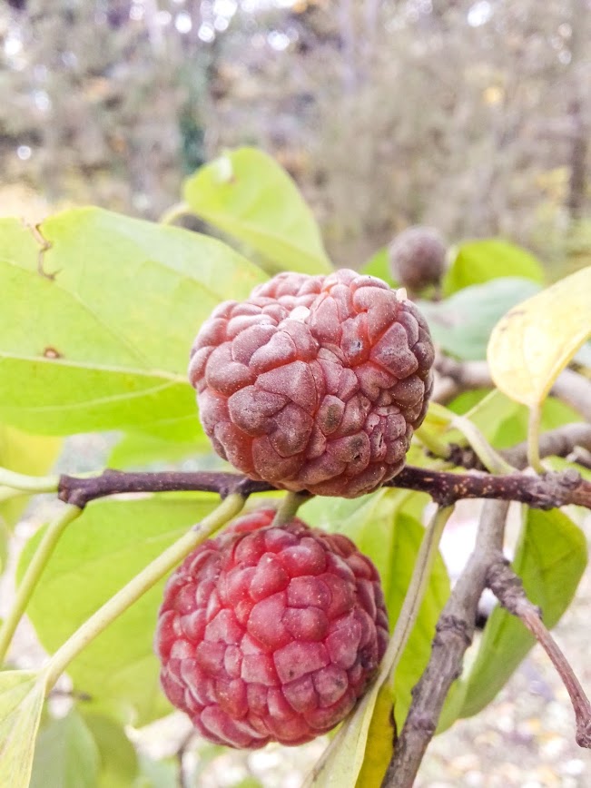 Клубничное дерево. Фото: Одесский ботсад